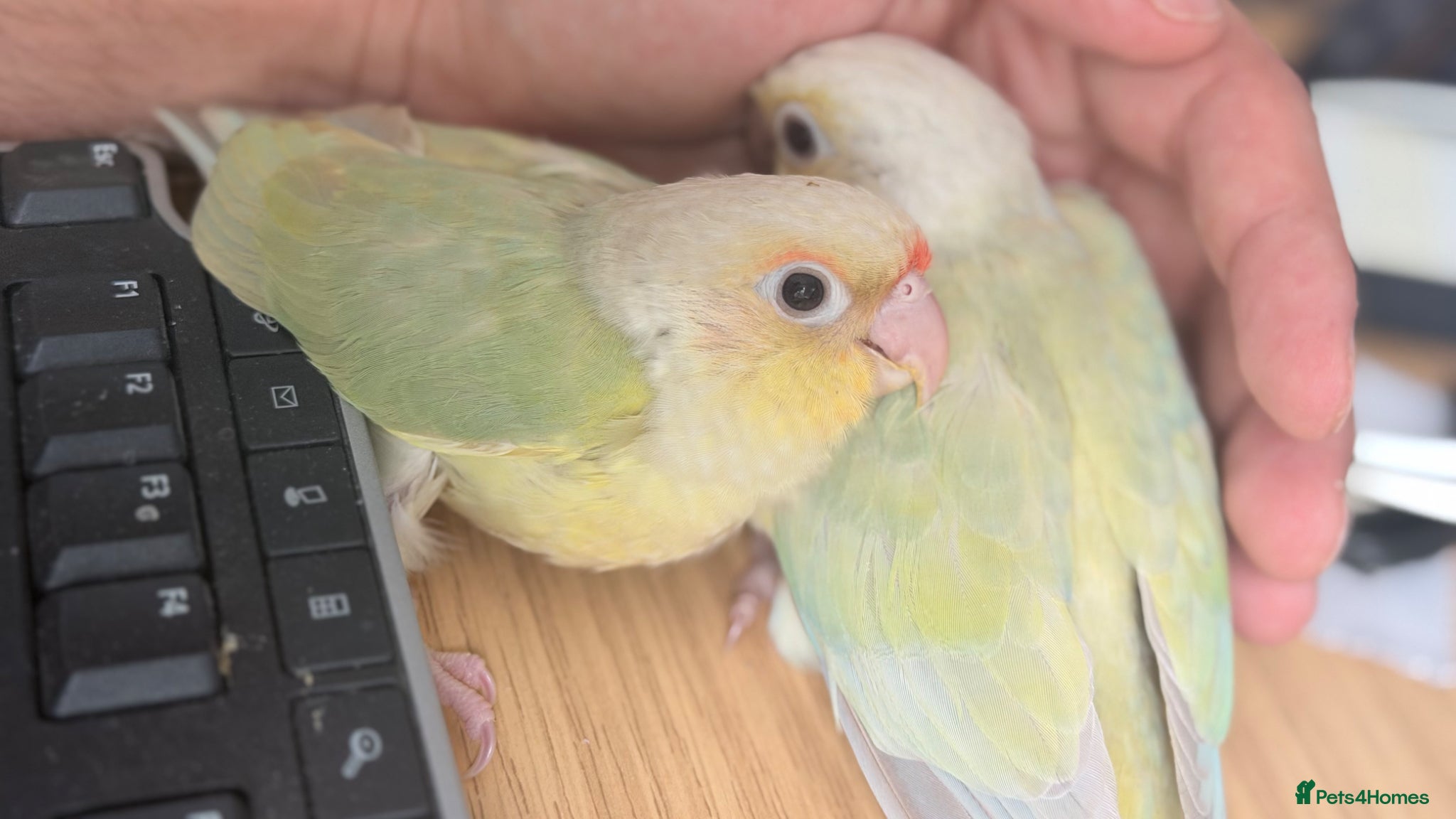 Conures birds for sale: Baby Mooncheek and Suncheek Conure Chicks - Advert 3
