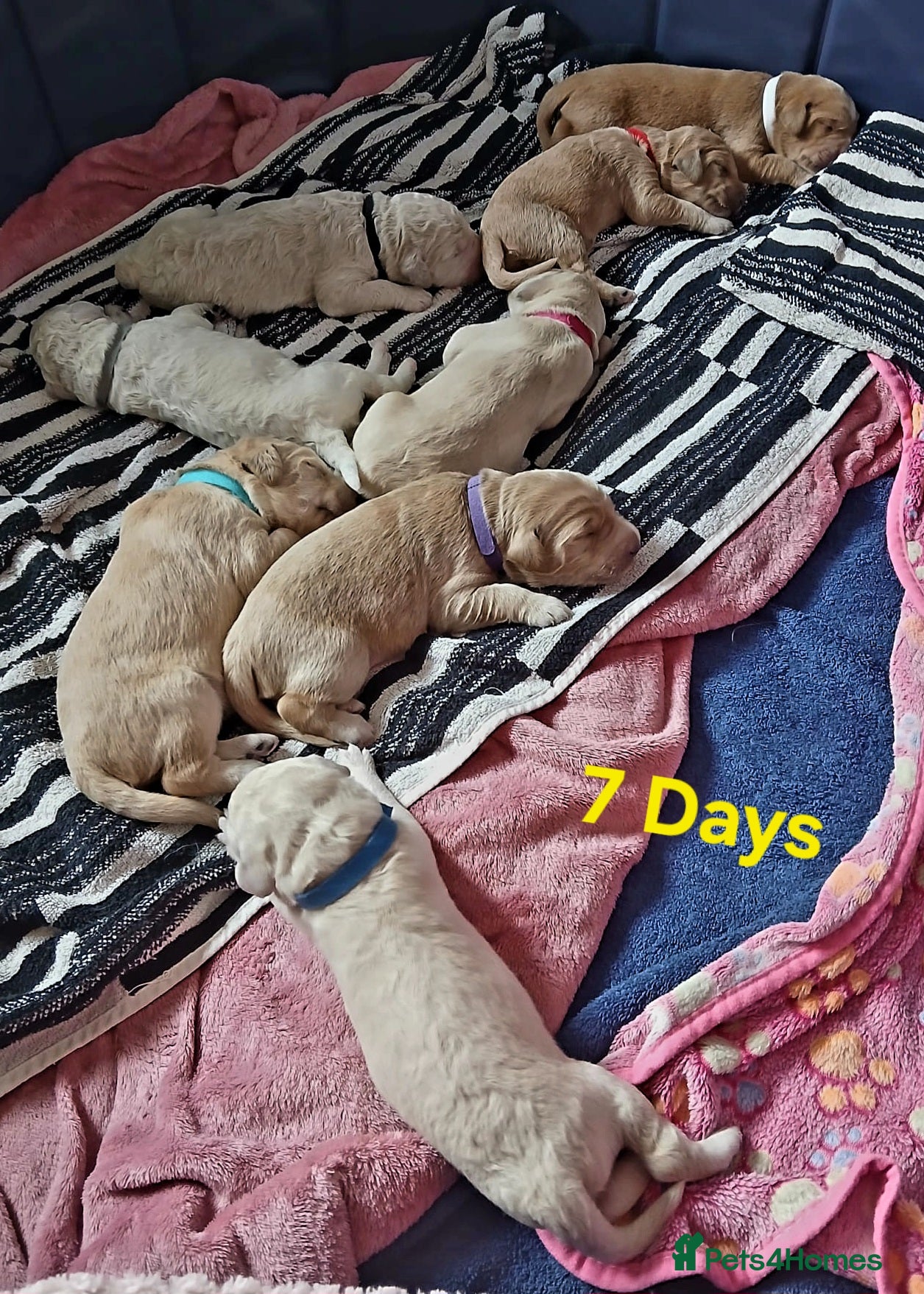 Double Doodle dogs Double Doodle Puppies (Hypoallergenic) - Advert 1