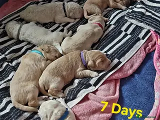 Double Doodle dogs Double Doodle Puppies (Hypoallergenic) - Advert 2