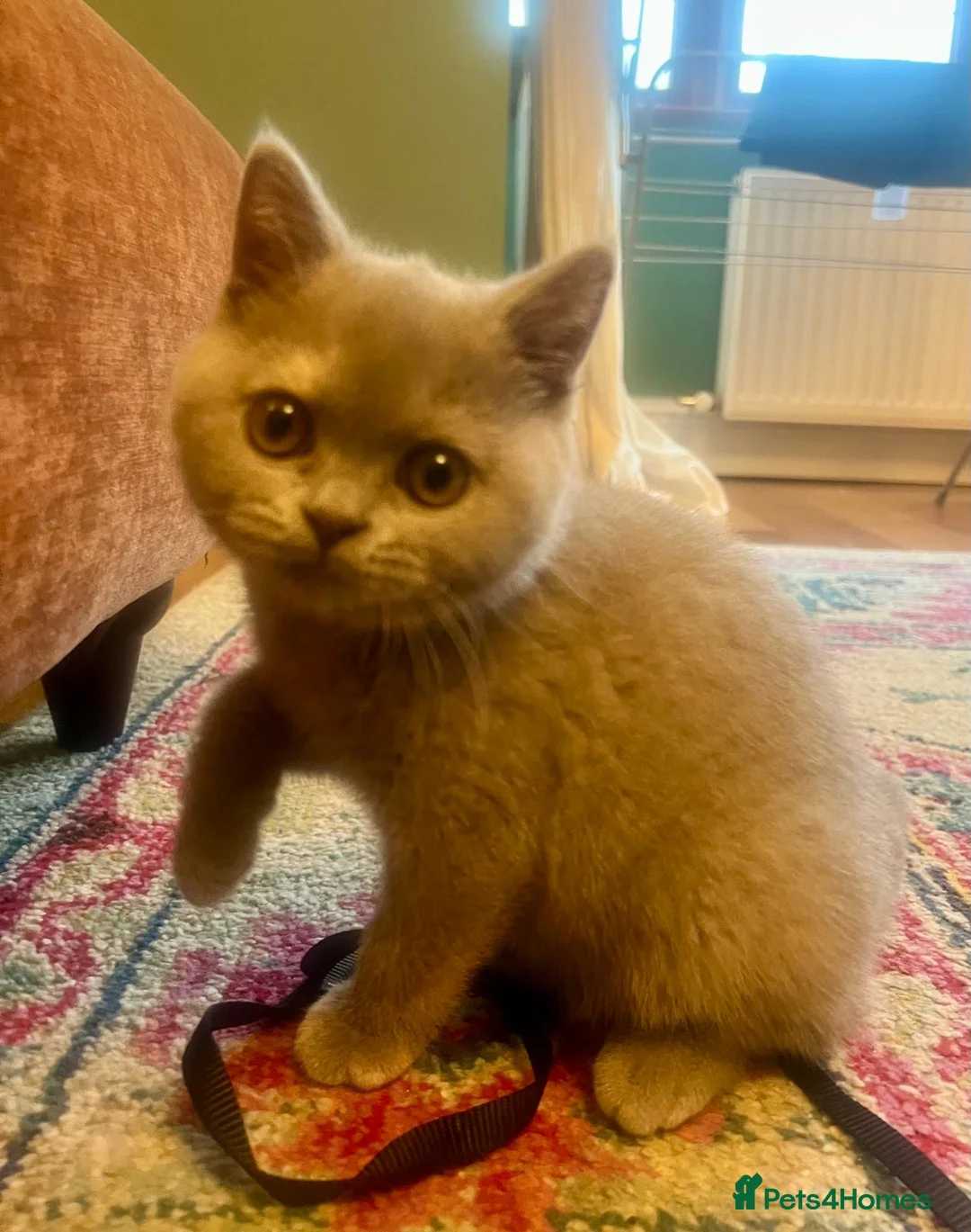 British Shorthair cats for sale: British shorthair females ready to leave soon GCCF - Advert 31