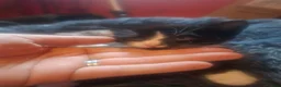 Mixed Breed cats for sale: Last female kitten - Advert 1