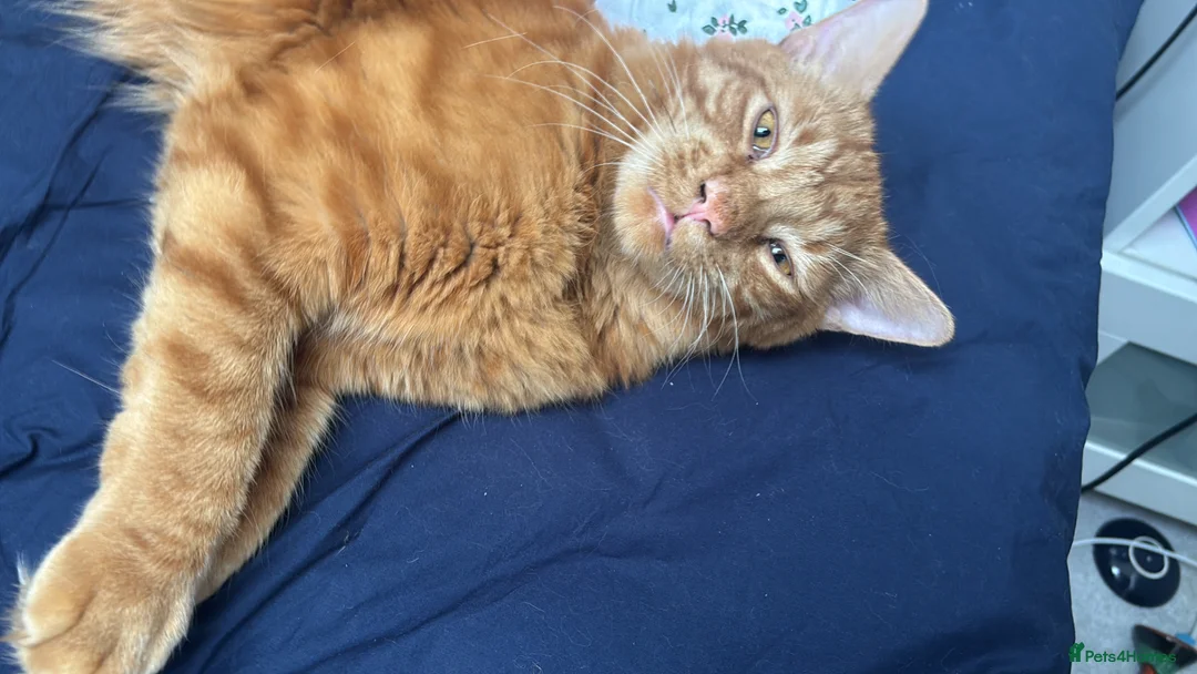 Bengal cats for sale: Male tabby ginger cat - Advert 1