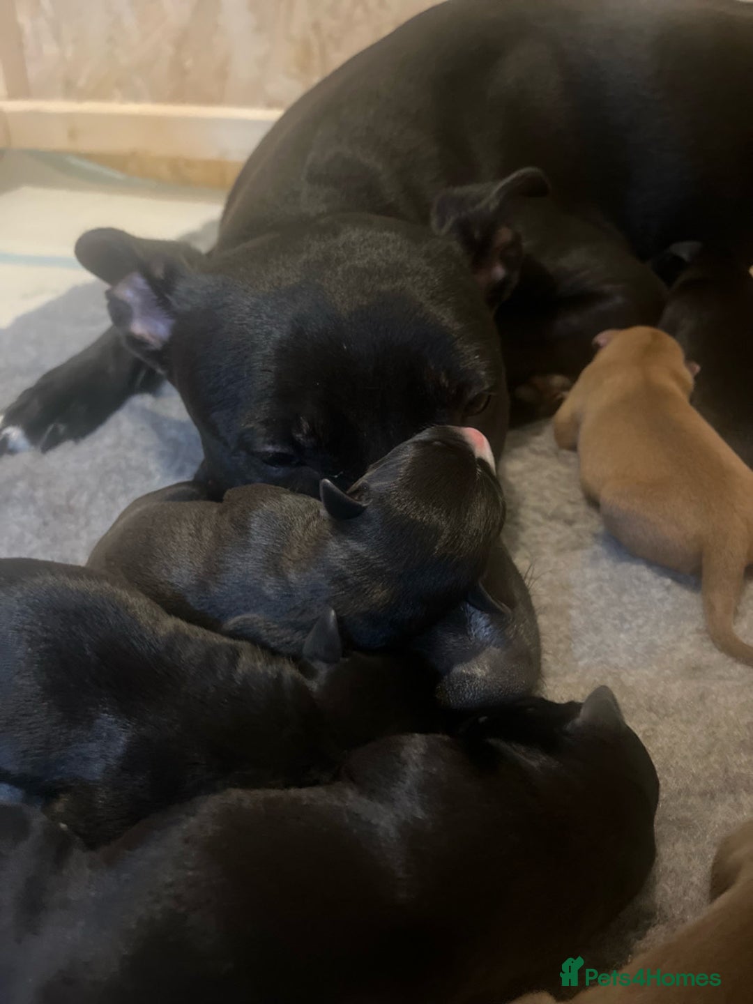 Mixed Breed dogs for sale: 11 Lurcher x Staffy pups for Sale! - Advert 37
