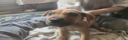 Mixed Breed dogs for sale: Cane Corso American Bulldog Puppies Family Raised  - Advert 12