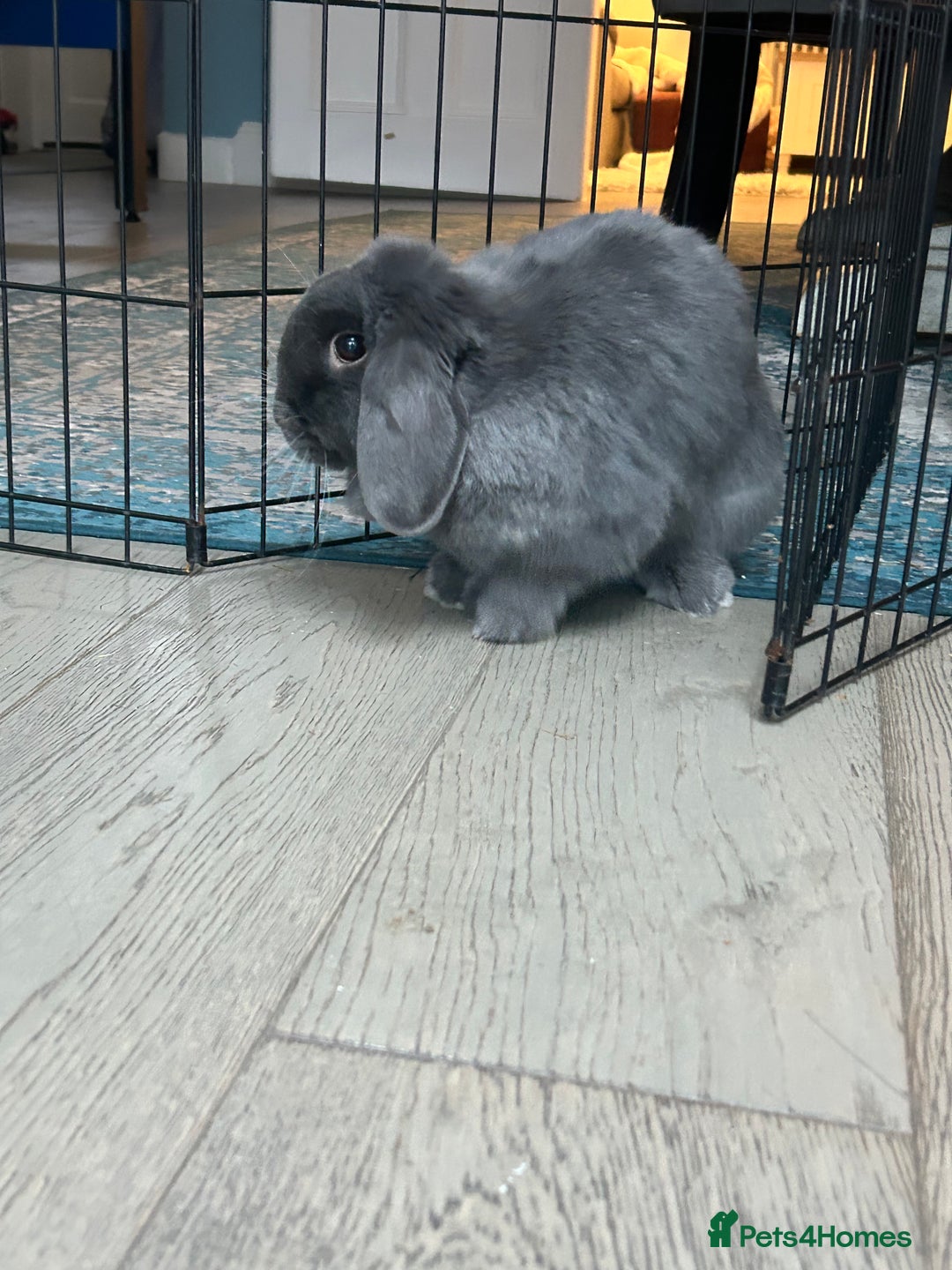 Mini Lop rabbits for sale: 2 Female Mini Lop Bunnies looking for new home - Advert 9