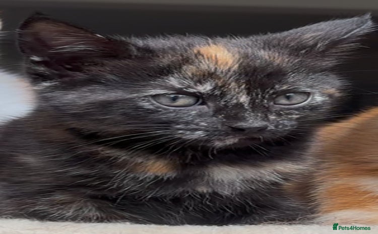 Mixed Breed cats - Advert 1