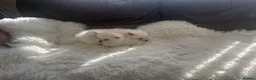 Pomeranian dogs for sale: Fluffy pomeranian puppies in London - Advert 8