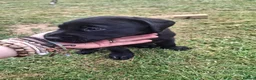 Labrador Retriever dogs for sale: Black bitch labrador  - Advert 1
