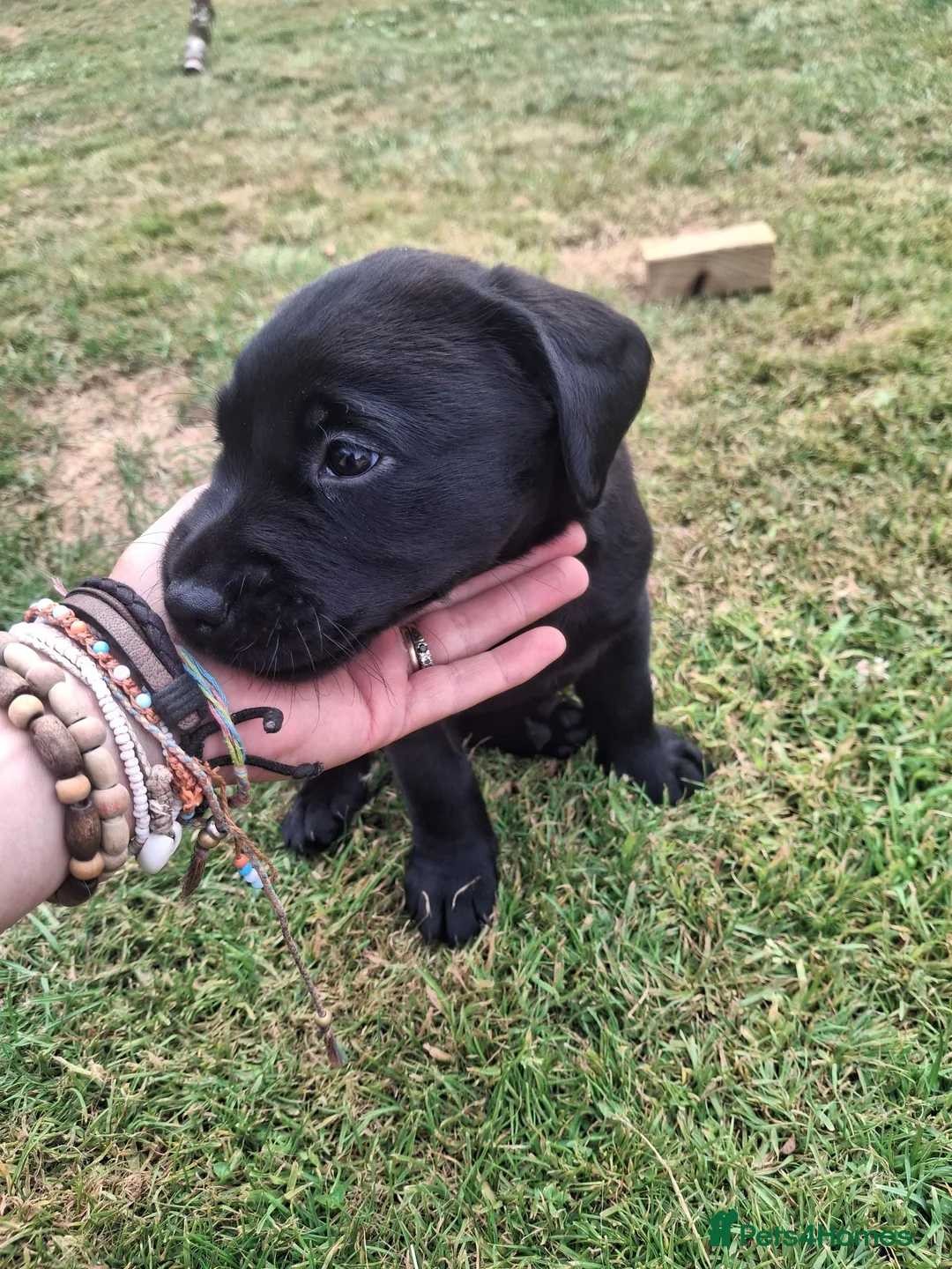 Labrador Retriever dogs for sale: Black bitch labrador  - Advert 1
