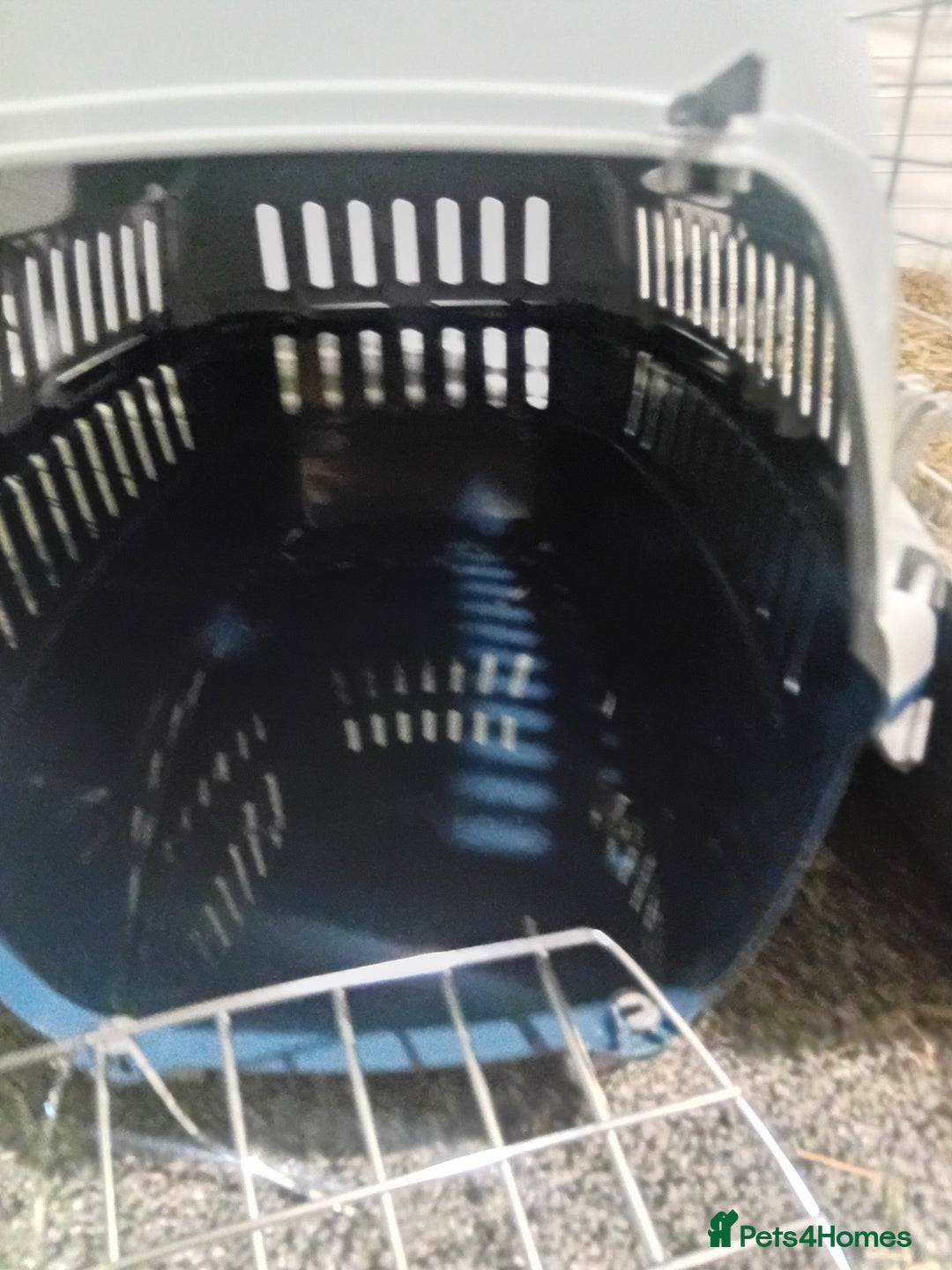 Guinea Pig rodents for sale: 2 guinea pigs and full set up to a loving home - Advert 5