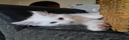 Mixed Breed cats for sale: 4 attractive Turkish Angora/Maine Coon kittens in Newquay - Advert 23