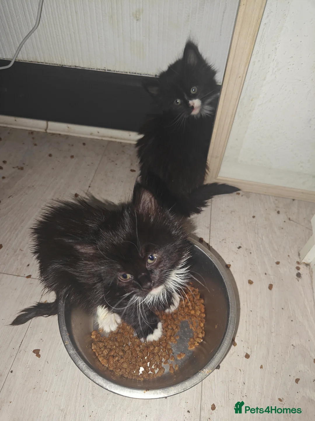 Mixed Breed cats for sale: 4Kittens  - Advert 5