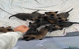Belgian Shepherd Dog dogs for sale: Belgain malinois pups for sale  - Image 4