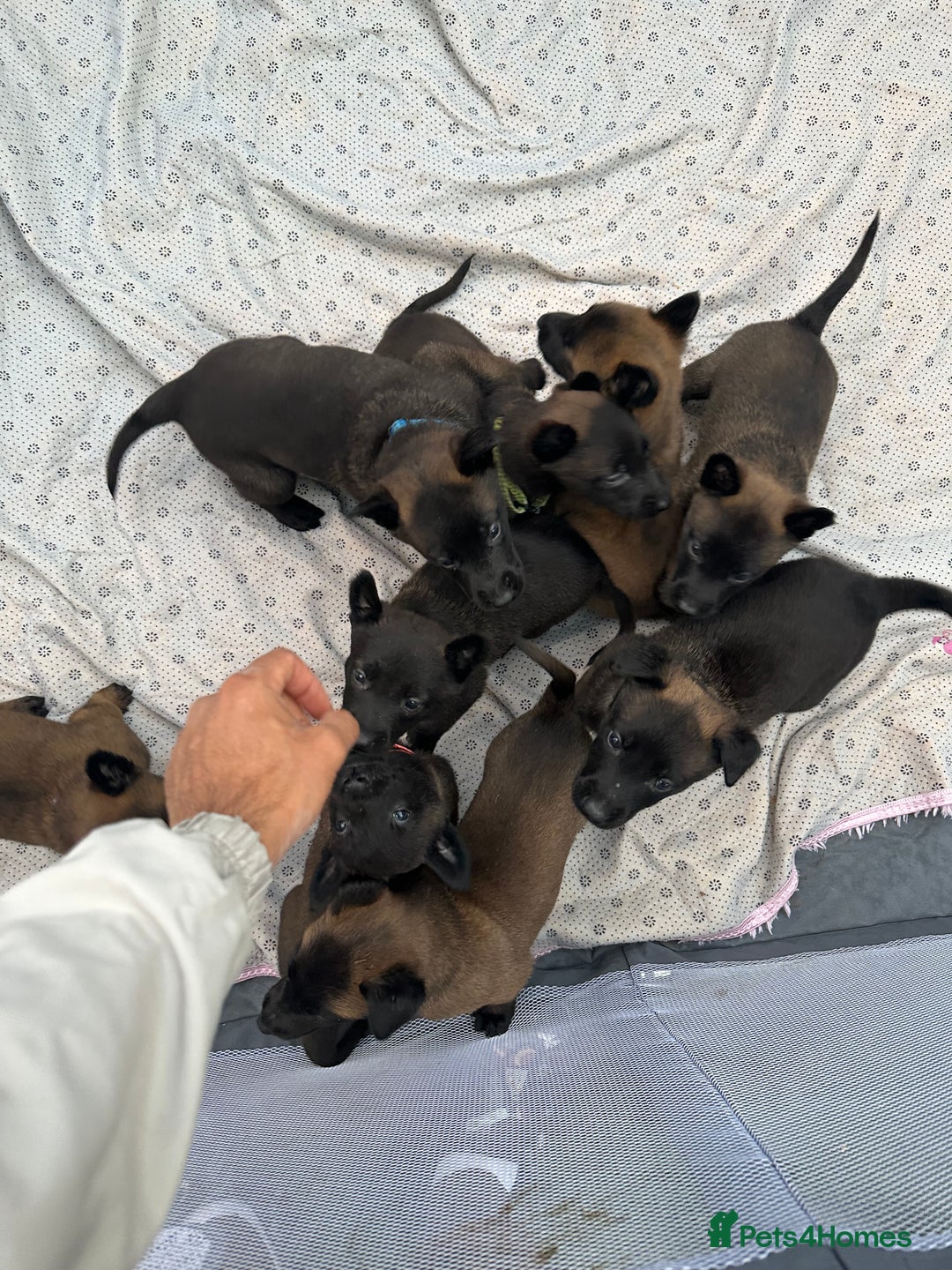 Belgian Shepherd Dog dogs for sale: Belgain malinois pups for sale  - Image 4
