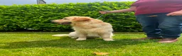 Golden Retriever dogs for sale: Golden retriever puppies - Advert 3