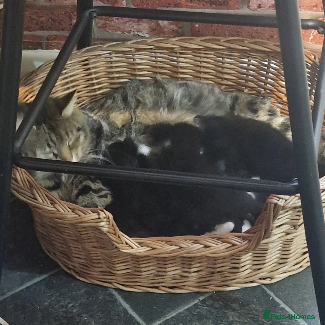 Mixed Breed cats for sale: Kittens for sale in Derby - Advert 1