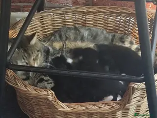 Mixed Breed cats Kittens for sale - Advert 2