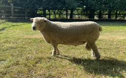 Sheep livestock for sale: Ryeland Ram for sale - Image 1