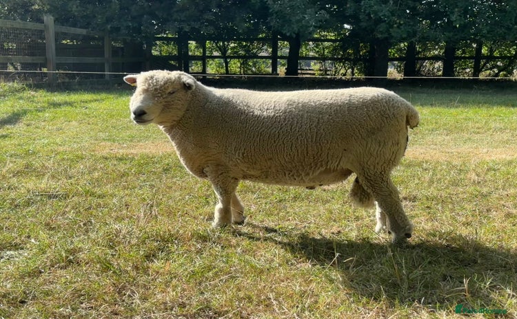 Sheep livestock - Advert 1