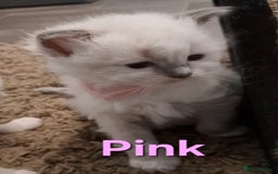 Ragdoll cats for sale: 2 female blue point ragdoll kittens  - Image 14