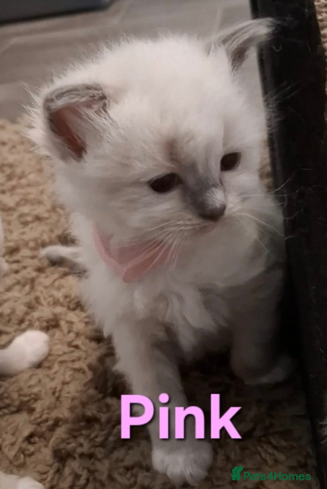 Ragdoll cats for sale: 2 female blue point ragdoll kittens  - Image 14