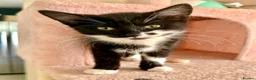 Siberian cats for sale: Fluffy kittens  - Advert 20