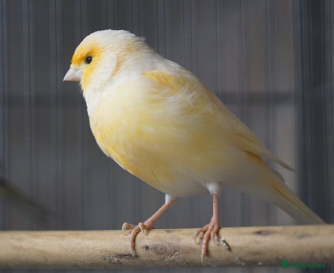 Canaries birds for sale: Canaries  - Advert 1