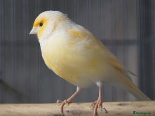 Canaries birds Canaries - Advert 4