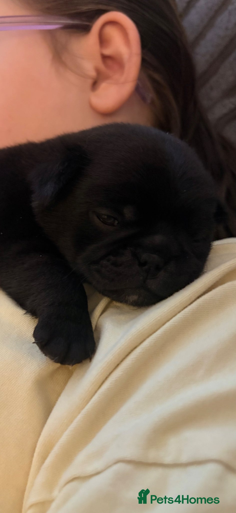 Jug dogs Stunning Jug Puppy - Advert 3