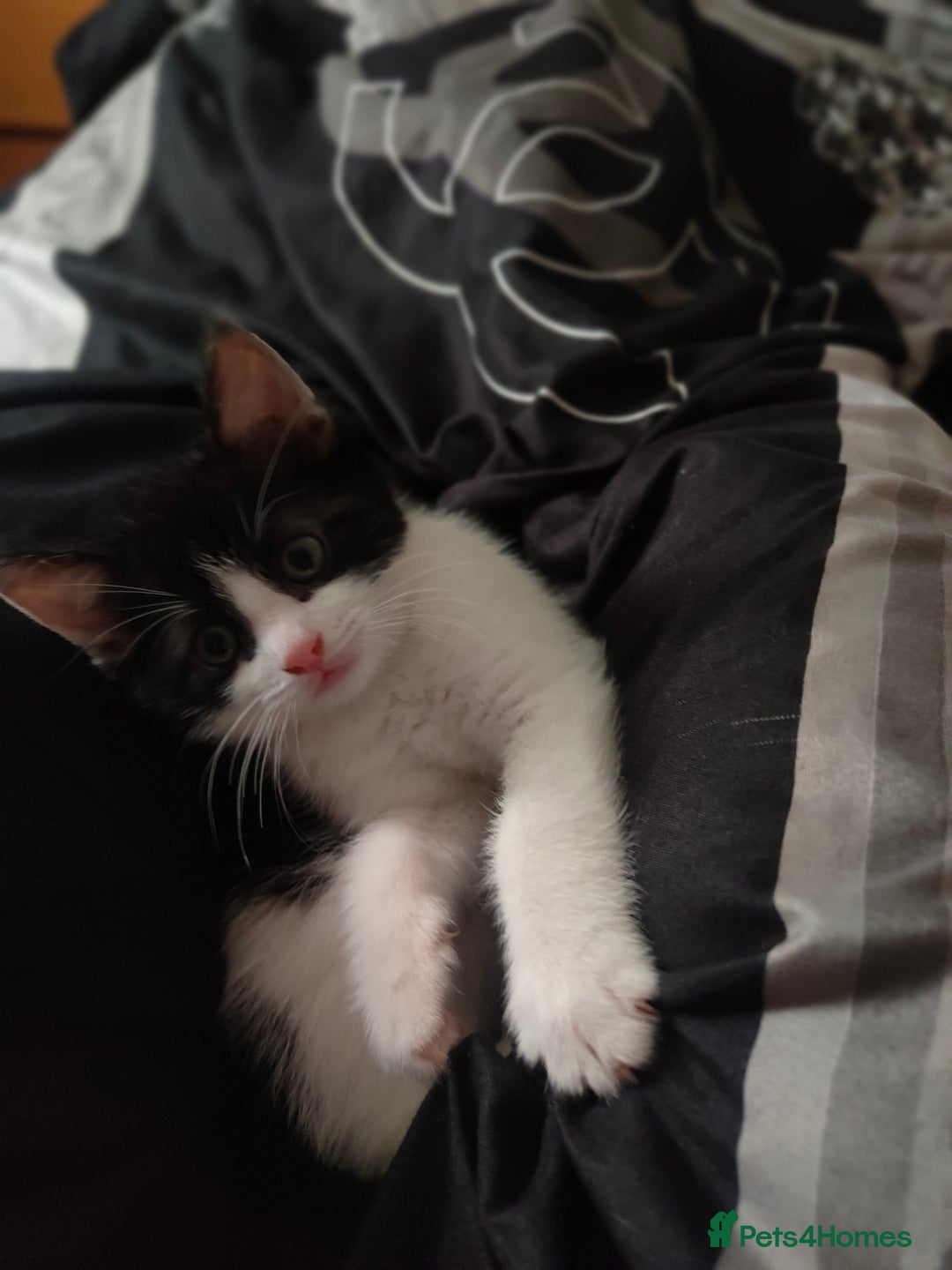 Mixed Breed cats for sale: Beautiful kitten is waiting for family  - Image 4
