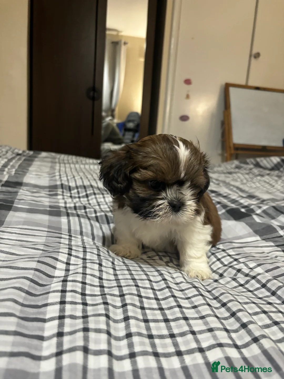 Shih Tzu dogs for sale: Shih Tzu puppies - Advert 17