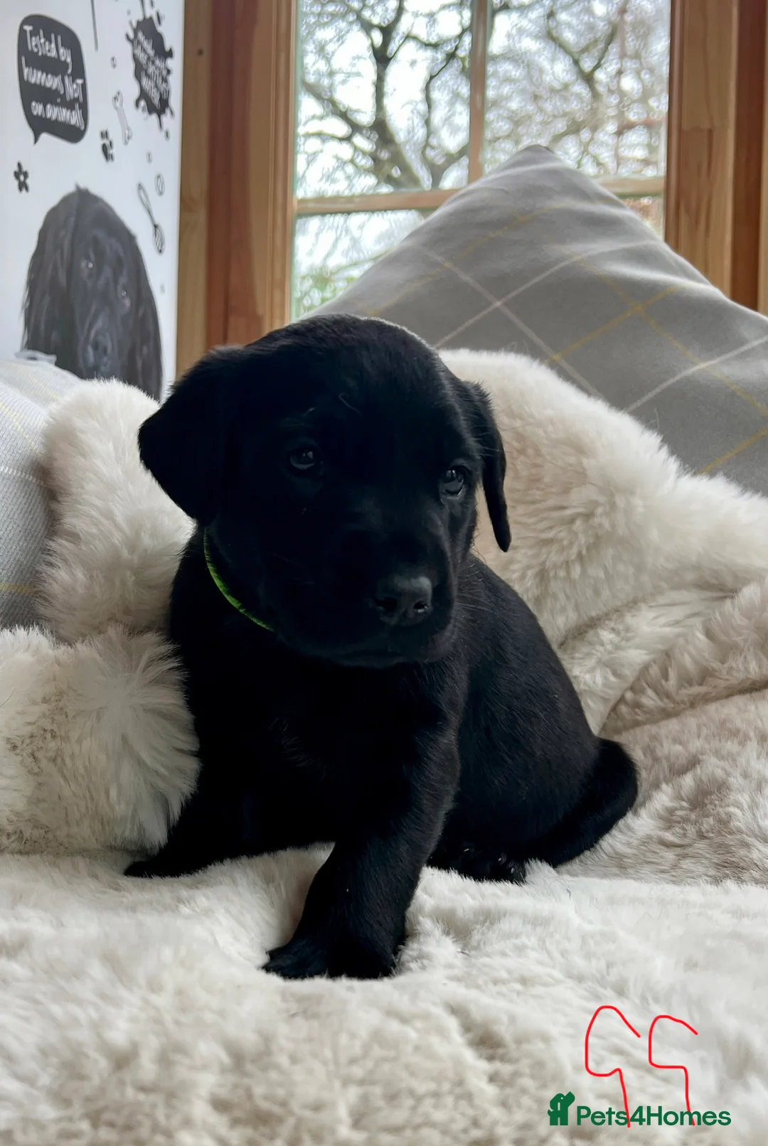 Labrador Retriever dogs for sale: KC black Labradors  - Advert 21