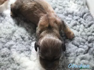 Miniature Dachshund dogs 🌟 Cream & Shaded Cream PRA Clear KC reg Apr 26 🌟 - Advert 16