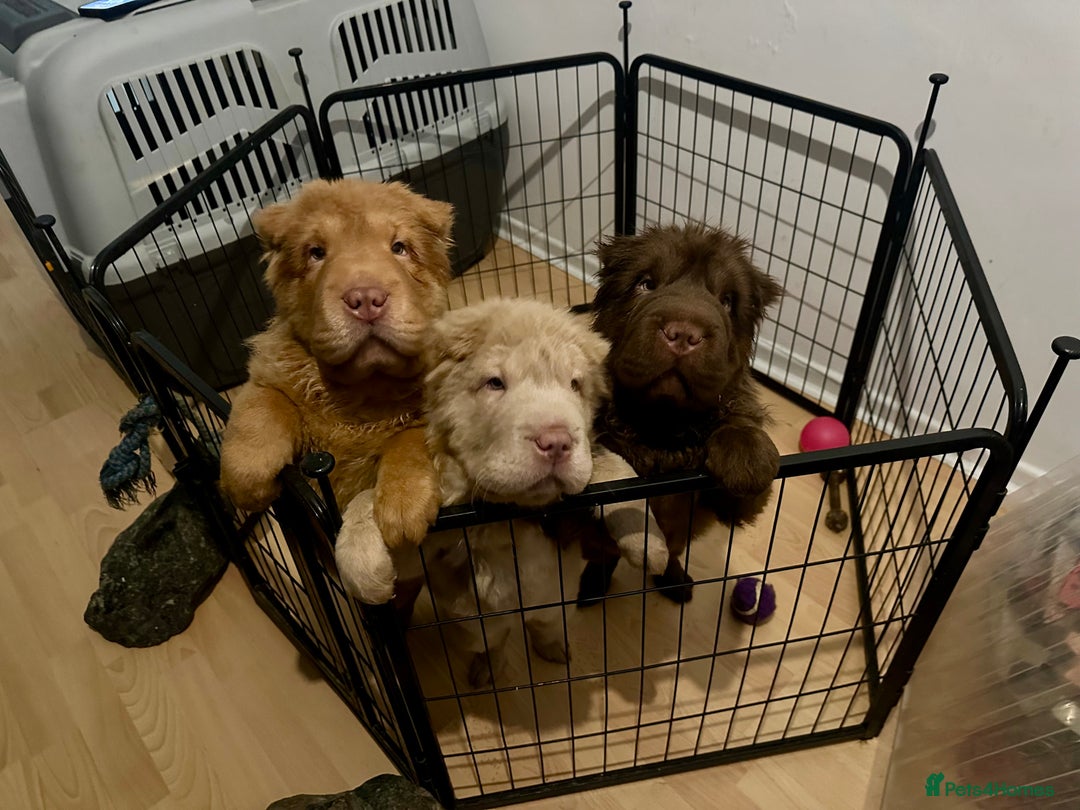 Shar Pei dogs for sale: Top quality bear coat sharpei  - Advert 39