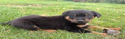 Rottweiler dogs for sale: Female left  - Advert 4