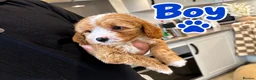 Maltipoo dogs for sale: 🌟🐻 Our five-star Asian Maltipoo teddy bears  - Advert 10