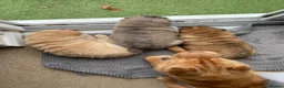 Shar Pei dogs for sale: Beautiful Bearcoat Shar Pei Female (5 yr old) - Advert 6