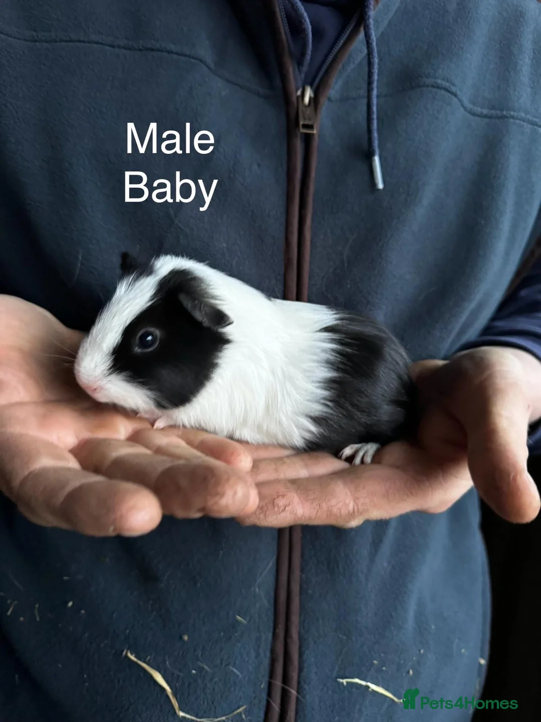 Guinea Pig rodents for sale: Mixed guinea pigs - Advert 6