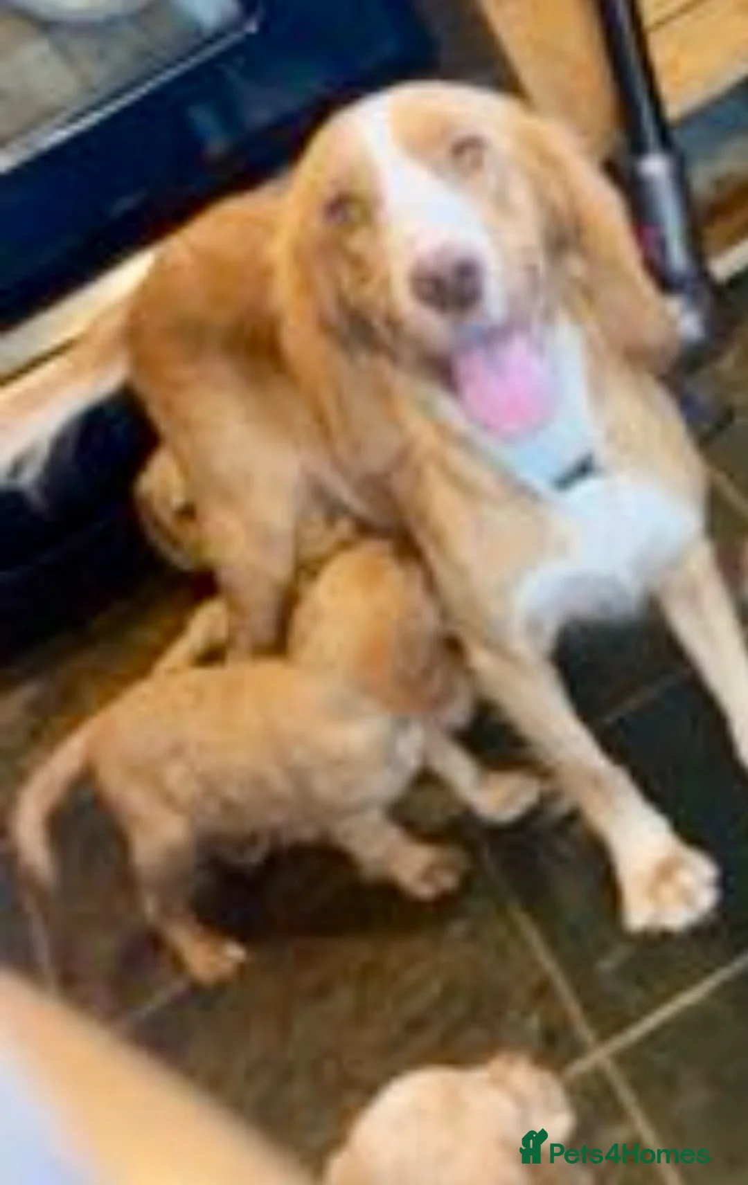 Cocker Spaniel dogs for sale: Beautiful cockers ready now  in Rugby - Advert 3