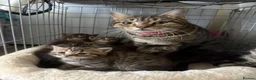 Mixed Breed cats for sale: 7 beautiful kittens mixed mainecoon  - Advert 1
