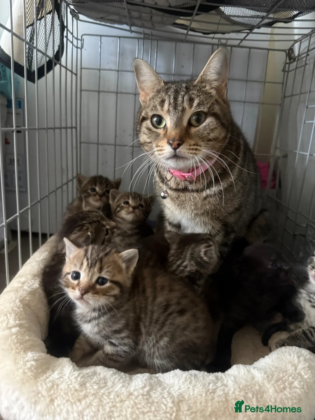 Mixed Breed cats for sale: 7 beautiful kittens mixed mainecoon  - Advert 1