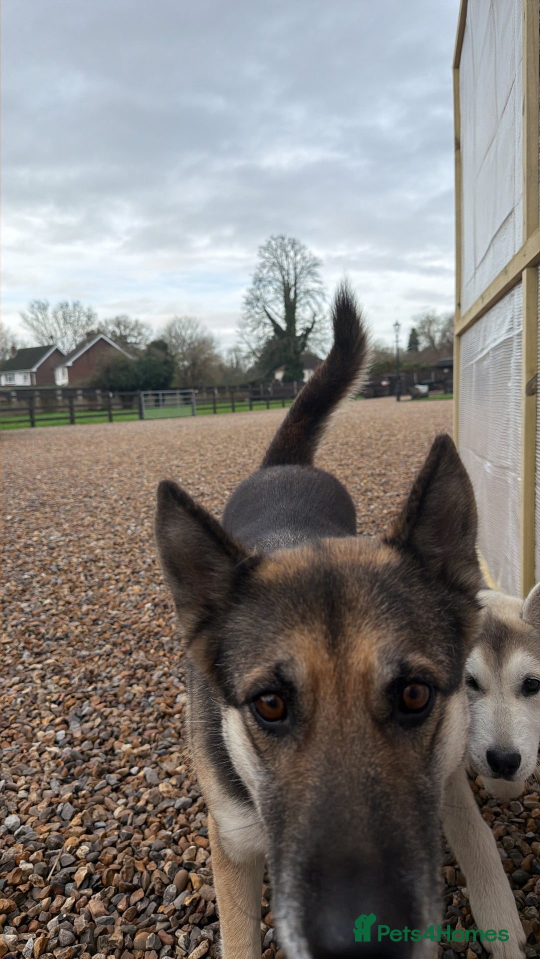 Shepsky dogs for sale: Husky - Advert 2