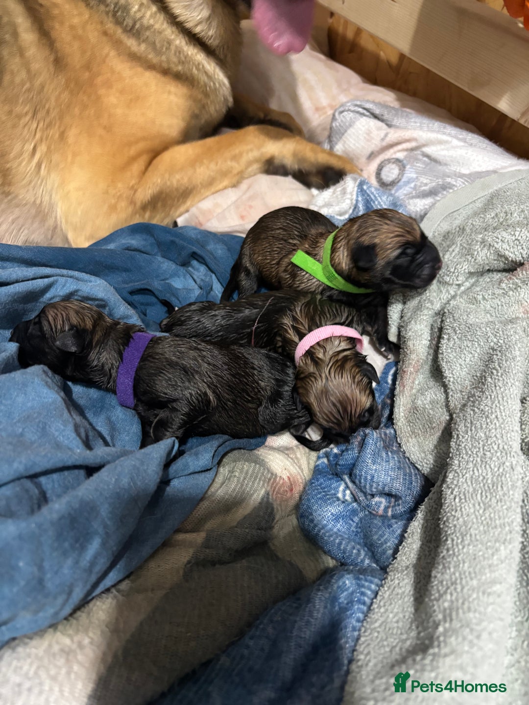 Belgian Shepherd Dog dogs for sale: 9 beautiful Belgium Mali  - Advert 10