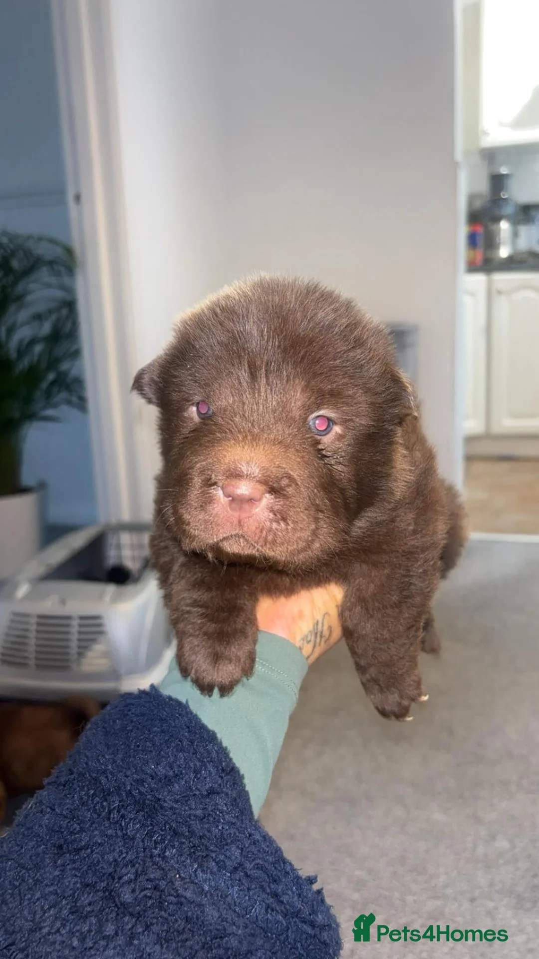 Shar Pei dogs for sale: Top quality choc and tan bear coat sharpies - Advert 29