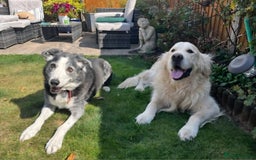 Golden Retriever dogs for stud: Purebred Golden Retriever for Stud - Image 15