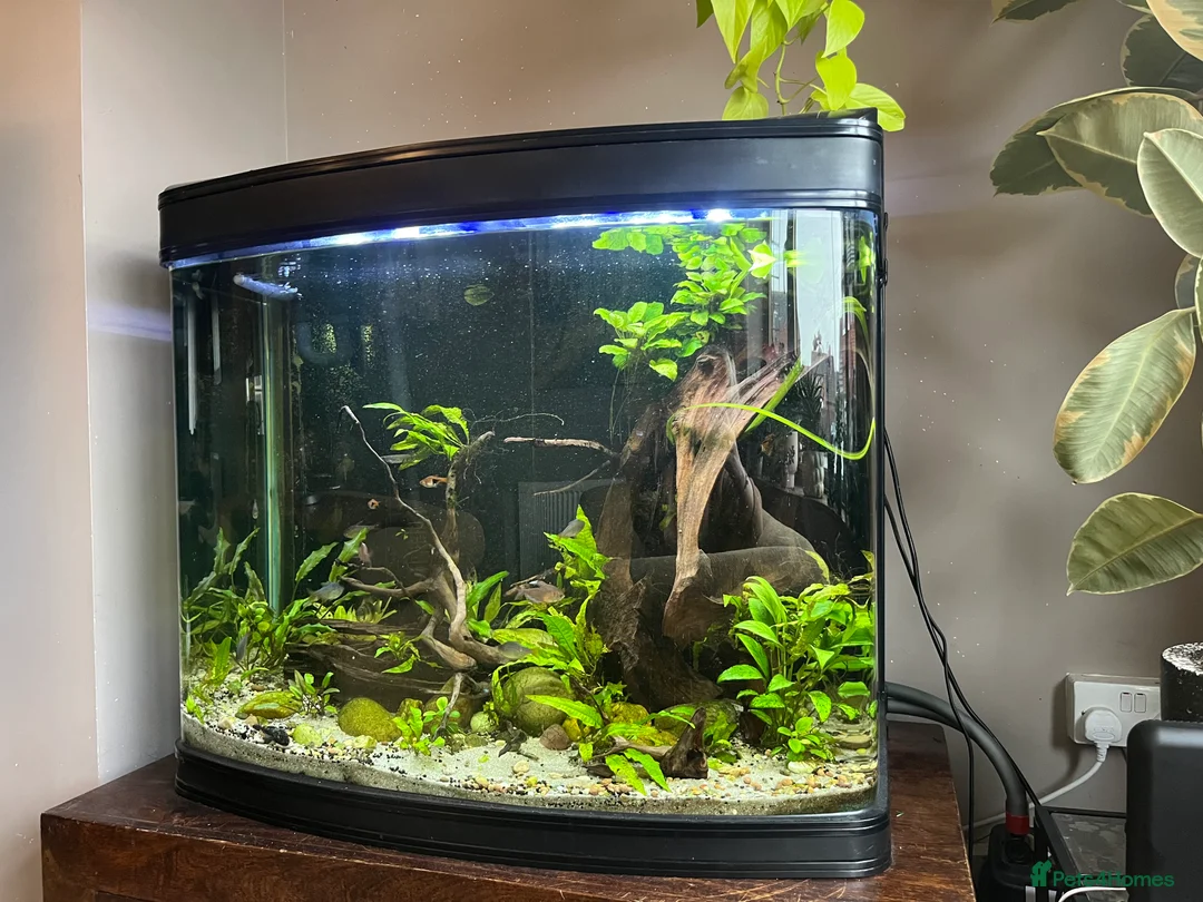 Tetras fish for sale: 280ltr curved edged fish tank  - Advert 3