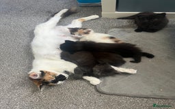British Longhair cats for sale: 3 chocolate brown boys ready to leave  - Image 2