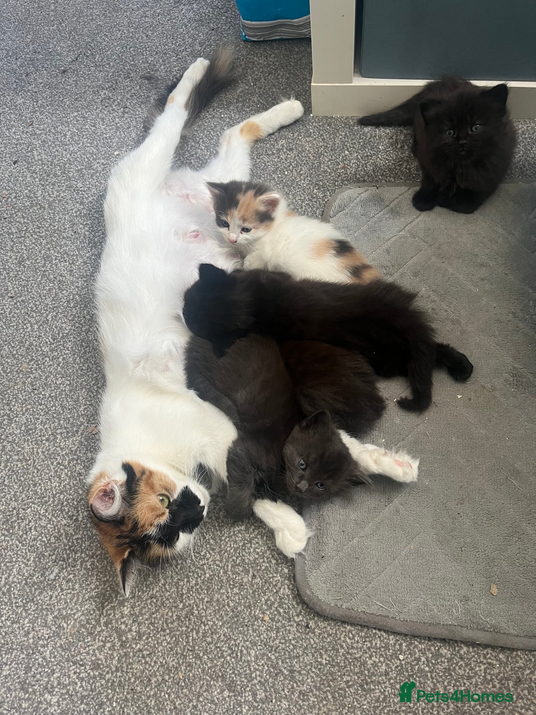 British Longhair cats for sale: 3 chocolate brown boys ready to leave  - Image 2