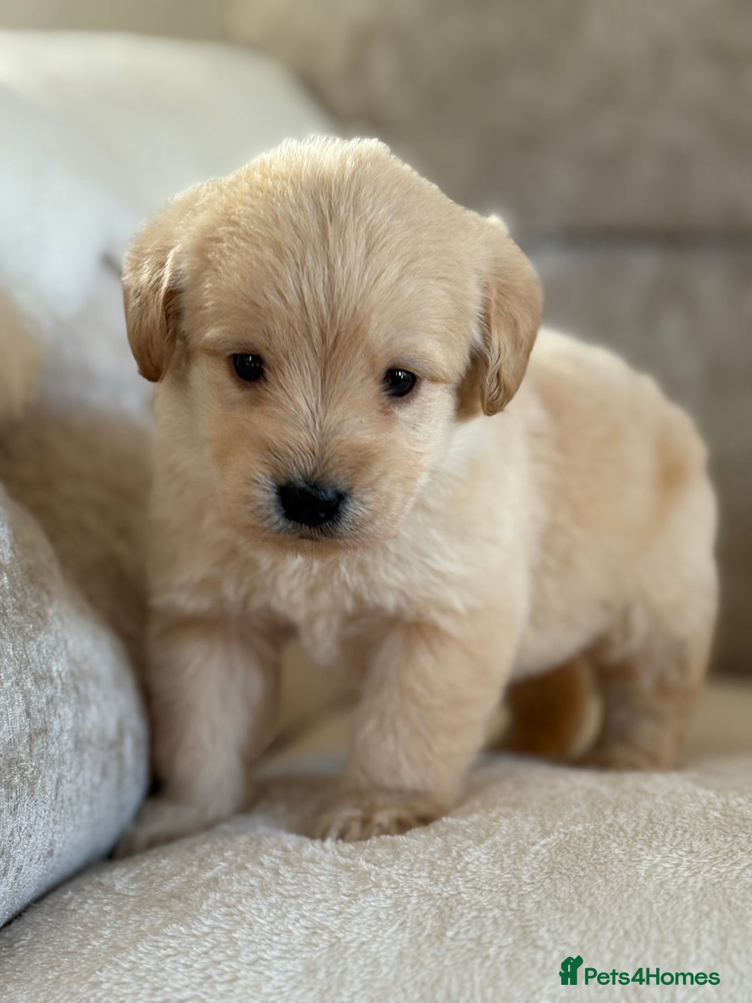 Labradoodle dogs for sale: Gorgeous f1 labradoodle puppies - Advert 12