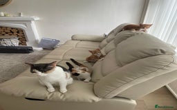 Mixed Breed cats for sale: Ginger boy - Image 7